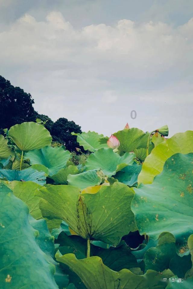 冷知识分享平台-《如懿传》的贵妃童瑶竟在18岁被张默暴打险些毁容,遭张国立道歉,发现更多有趣的冷知识